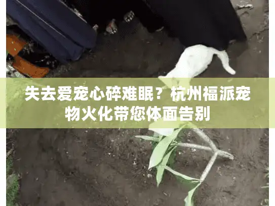 失去爱宠心碎难眠？杭州福派宠物火化带您体面告别