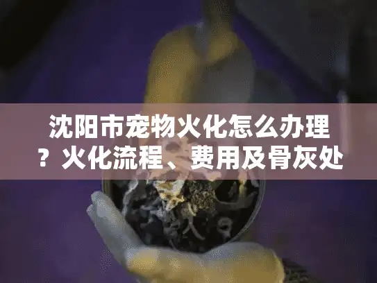 沈阳市宠物火化怎么办理？火化流程、费用及骨灰处理全指南