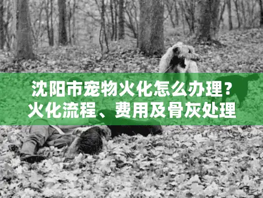 沈阳市宠物火化怎么办理？火化流程、费用及骨灰处理全指南