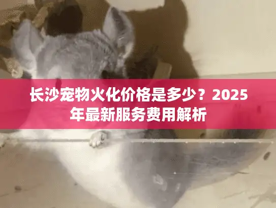 长沙宠物火化价格是多少？2025年最新服务费用解析