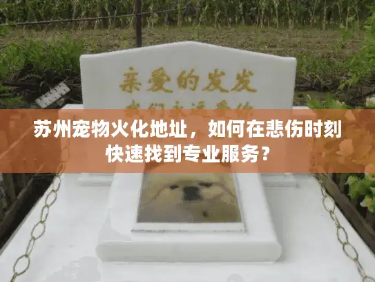 苏州宠物火化地址，如何在悲伤时刻快速找到专业服务？