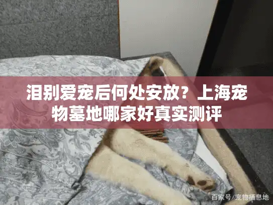 泪别爱宠后何处安放？上海宠物墓地哪家好真实测评