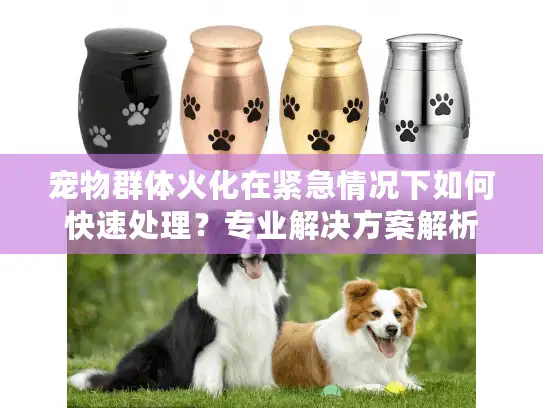 宠物群体火化在紧急情况下如何快速处理？专业解决方案解析