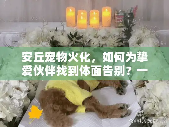 安丘宠物火化，如何为挚爱伙伴找到体面告别？一个实用解决方案指南