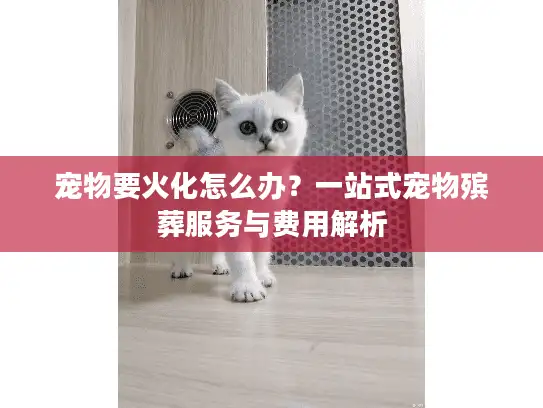 宠物要火化怎么办？一站式宠物殡葬服务与费用解析