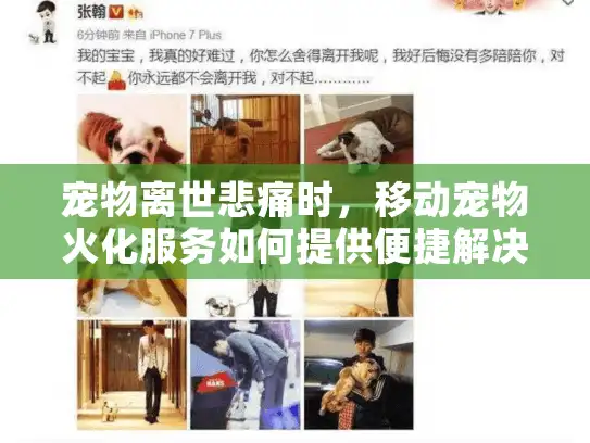 宠物离世悲痛时，移动宠物火化服务如何提供便捷解决方案？