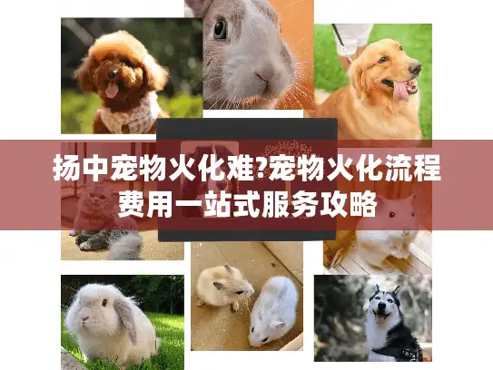 扬中宠物火化难?宠物火化流程费用一站式服务攻略