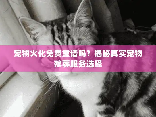 宠物火化免费靠谱吗？揭秘真实宠物殡葬服务选择