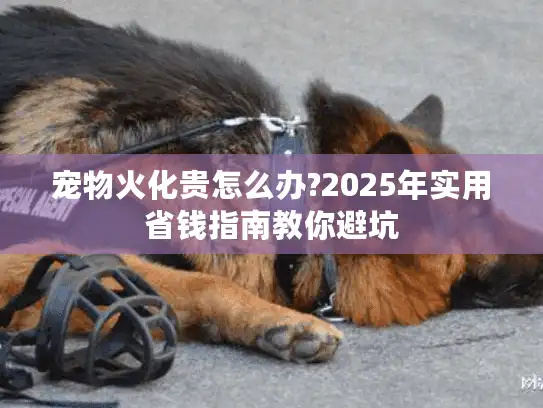 宠物火化贵怎么办?2025年实用省钱指南教你避坑