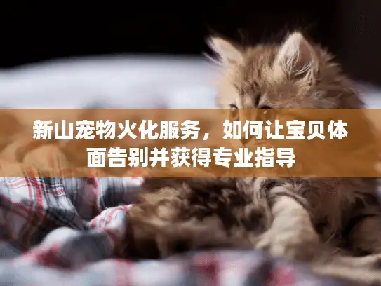 新山宠物火化服务，如何让宝贝体面告别并获得专业指导