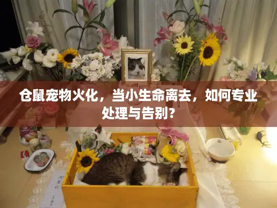 仓鼠宠物火化，当小生命离去，如何专业处理与告别？