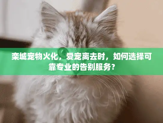 栾城宠物火化，爱宠离去时，如何选择可靠专业的告别服务？