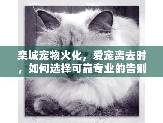 栾城宠物火化，爱宠离去时，如何选择可靠专业的告别服务？