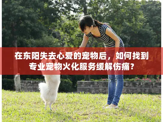 在东阳失去心爱的宠物后，如何找到专业宠物火化服务缓解伤痛？