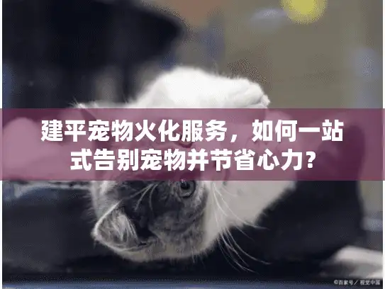 建平宠物火化服务，如何一站式告别宠物并节省心力？