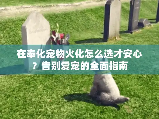 在奉化宠物火化怎么选才安心？告别爱宠的全面指南