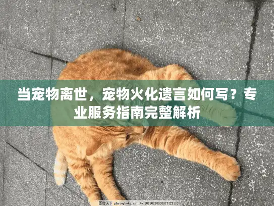 当宠物离世，宠物火化遗言如何写？专业服务指南完整解析