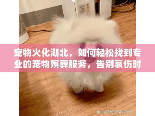 宠物火化湖北，如何轻松找到专业的宠物殡葬服务，告别哀伤时刻？