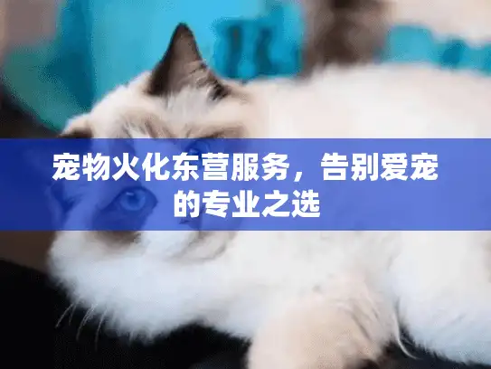 宠物火化东营服务，告别爱宠的专业之选
