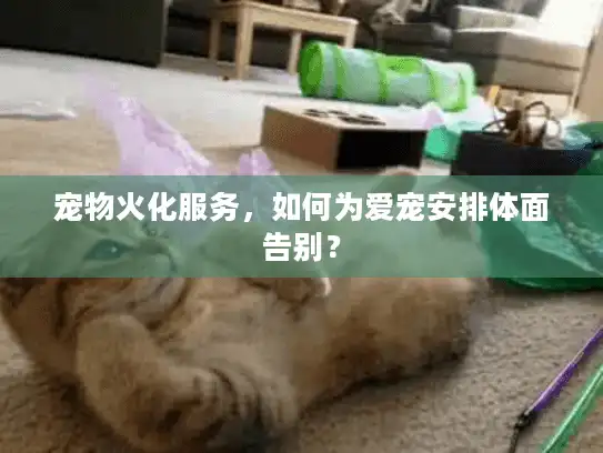 宠物火化服务，如何为爱宠安排体面告别？