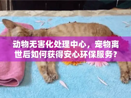 动物无害化处理中心，宠物离世后如何获得安心环保服务？