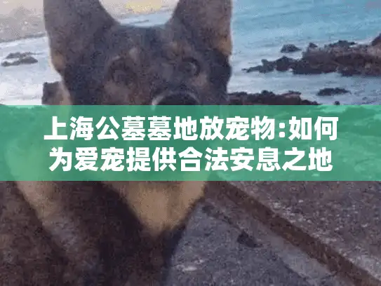 上海公墓墓地放宠物:如何为爱宠提供合法安息之地?