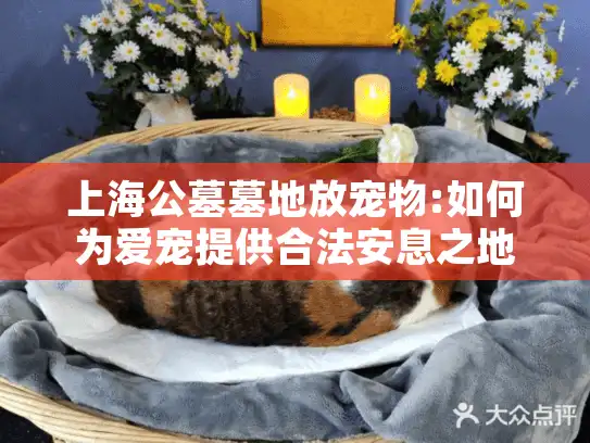 上海公墓墓地放宠物:如何为爱宠提供合法安息之地?