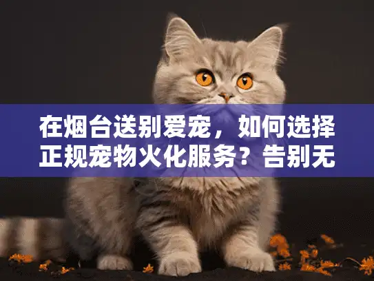 在烟台送别爱宠，如何选择正规宠物火化服务？告别无忧指南