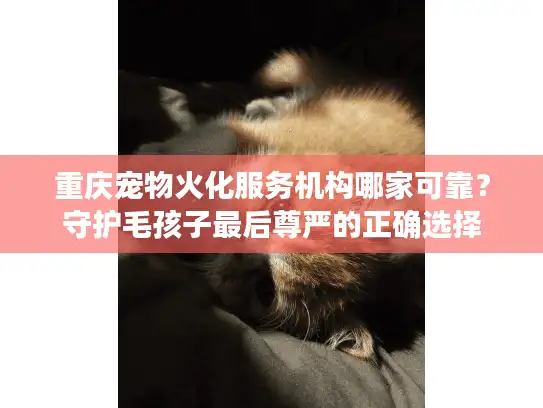 重庆宠物火化服务机构哪家可靠？守护毛孩子最后尊严的正确选择