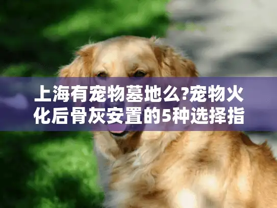 上海有宠物墓地么?宠物火化后骨灰安置的5种选择指南