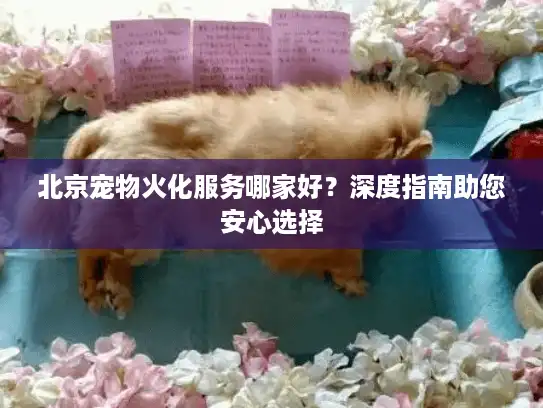 北京宠物火化服务哪家好？深度指南助您安心选择