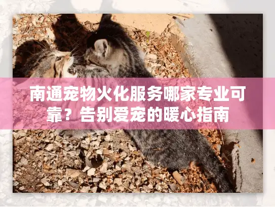 南通宠物火化服务哪家专业可靠？告别爱宠的暖心指南