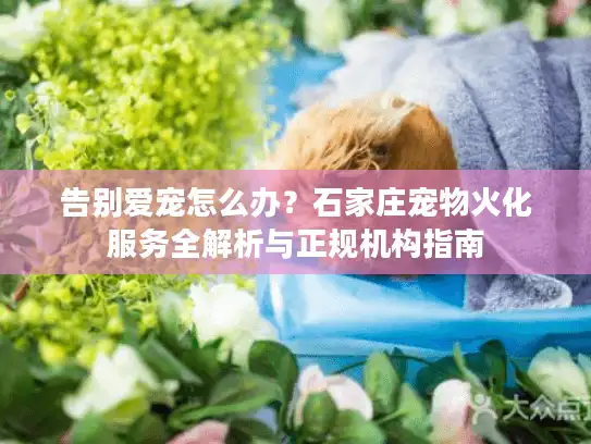 告别爱宠怎么办？石家庄宠物火化服务全解析与正规机构指南