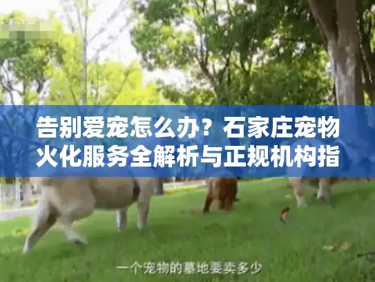 告别爱宠怎么办？石家庄宠物火化服务全解析与正规机构指南