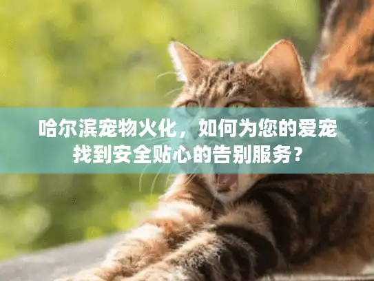 哈尔滨宠物火化，如何为您的爱宠找到安全贴心的告别服务？