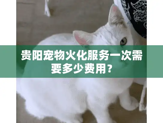 贵阳宠物火化服务一次需要多少费用？