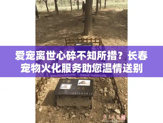 爱宠离世心碎不知所措？长春宠物火化服务助您温情送别