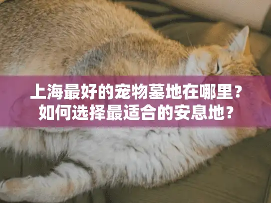 上海最好的宠物墓地在哪里？如何选择最适合的安息地？