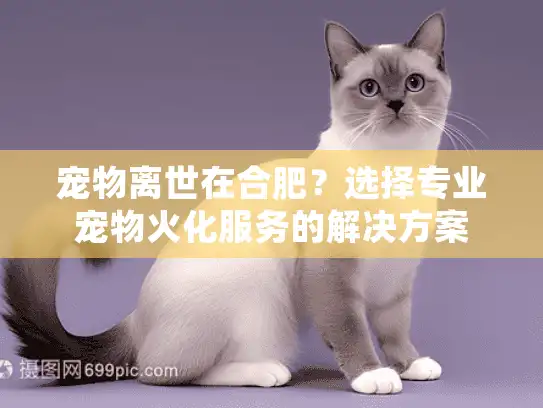 宠物离世在合肥？选择专业宠物火化服务的解决方案