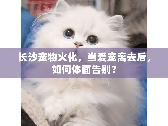 长沙宠物火化，当爱宠离去后，如何体面告别？