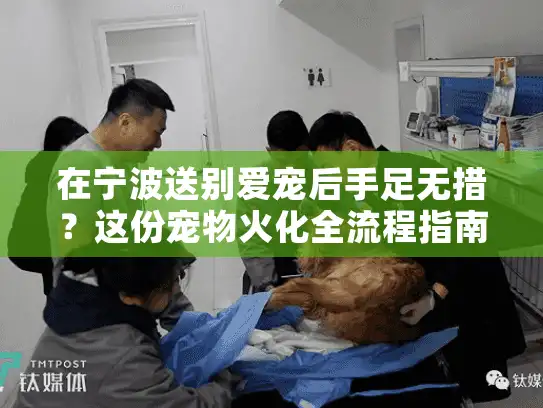 在宁波送别爱宠后手足无措？这份宠物火化全流程指南给你方向