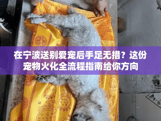 在宁波送别爱宠后手足无措？这份宠物火化全流程指南给你方向