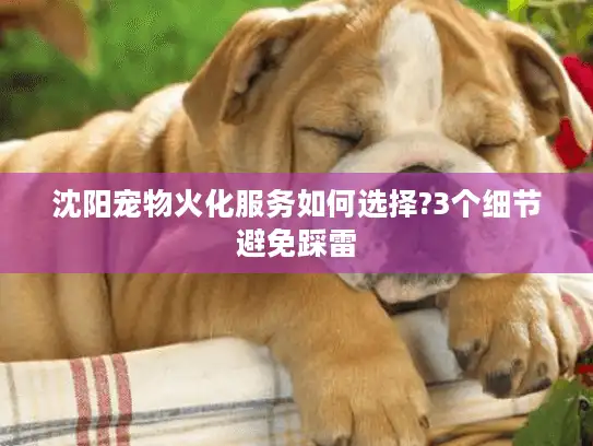 沈阳宠物火化服务如何选择?3个细节避免踩雷