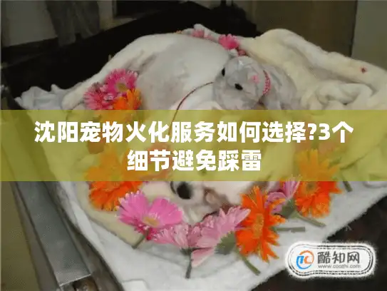沈阳宠物火化服务如何选择?3个细节避免踩雷