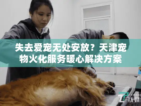 失去爱宠无处安放？天津宠物火化服务暖心解决方案