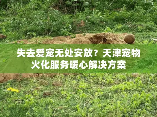失去爱宠无处安放？天津宠物火化服务暖心解决方案