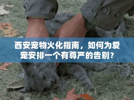 西安宠物火化指南，如何为爱宠安排一个有尊严的告别？