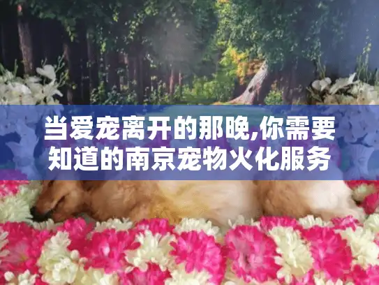 当爱宠离开的那晚,你需要知道的南京宠物火化服务与尊严送别