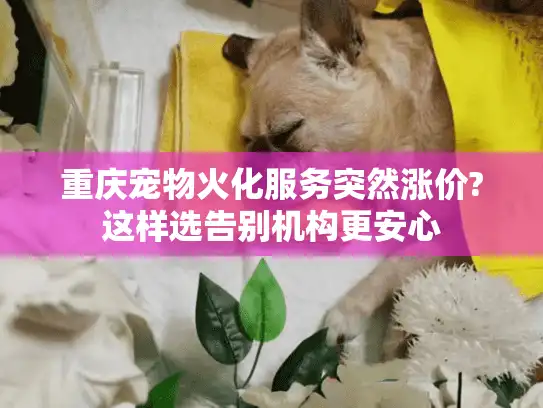 重庆宠物火化服务突然涨价?这样选告别机构更安心