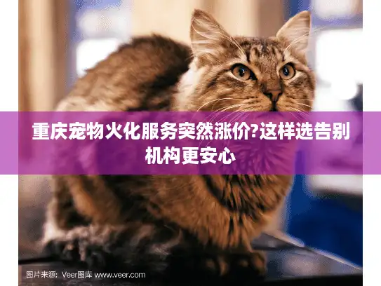 重庆宠物火化服务突然涨价?这样选告别机构更安心